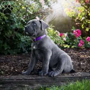 Fiona, Cane Corso Puppy